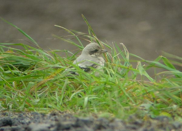 Steppe Grey Shrike