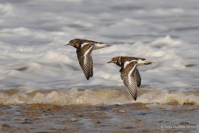 Turnstone