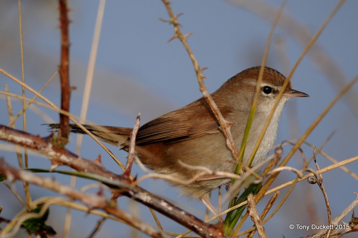 Cetti's Warbler