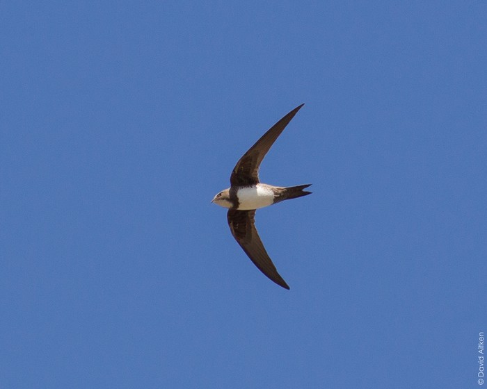 Alpine Swift
