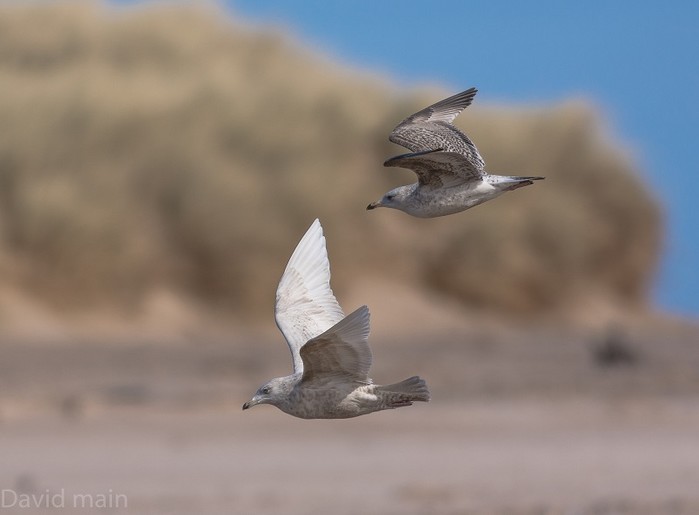 Iceland Gull