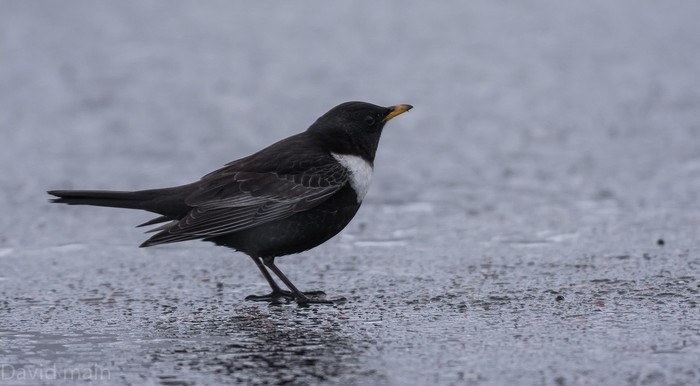 Ring Ouzel