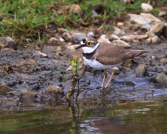 Little Ringed Plover