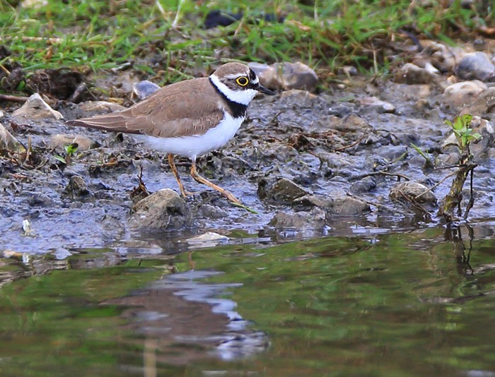 Little Ringed Plover