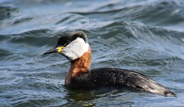 Red-necked Grebe