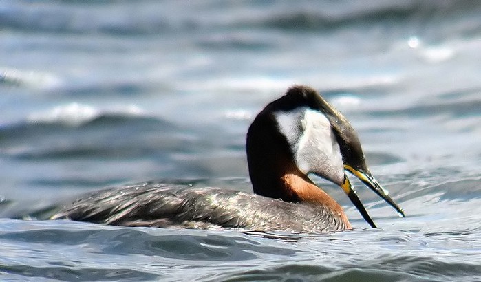 Red-necked Grebe