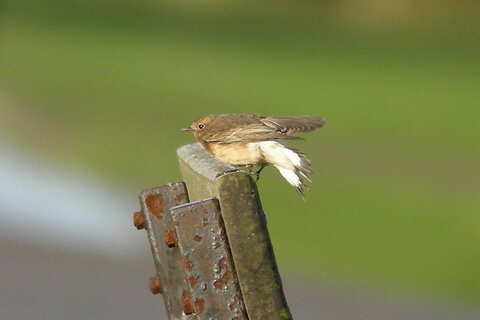 Pied Wheatear