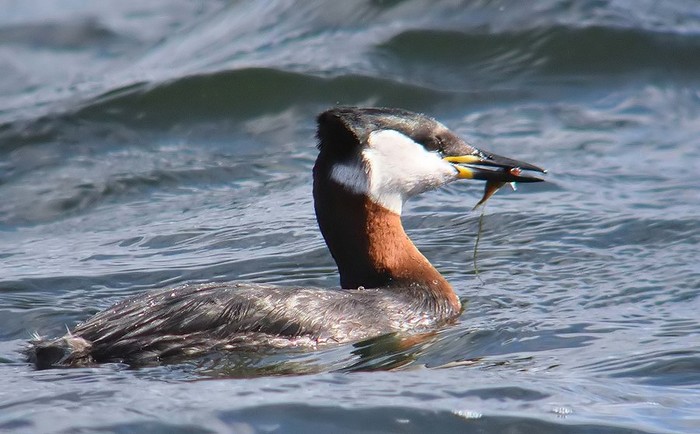 Red-necked Grebe