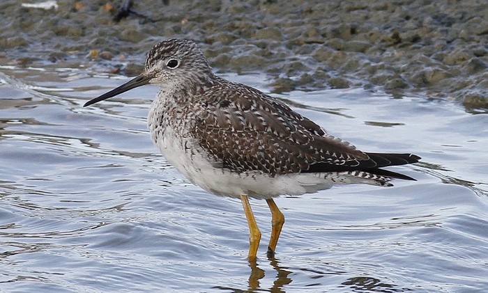 Greater Yellowlegs