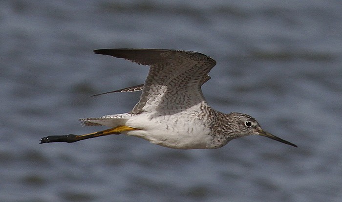 Greater Yellowlegs