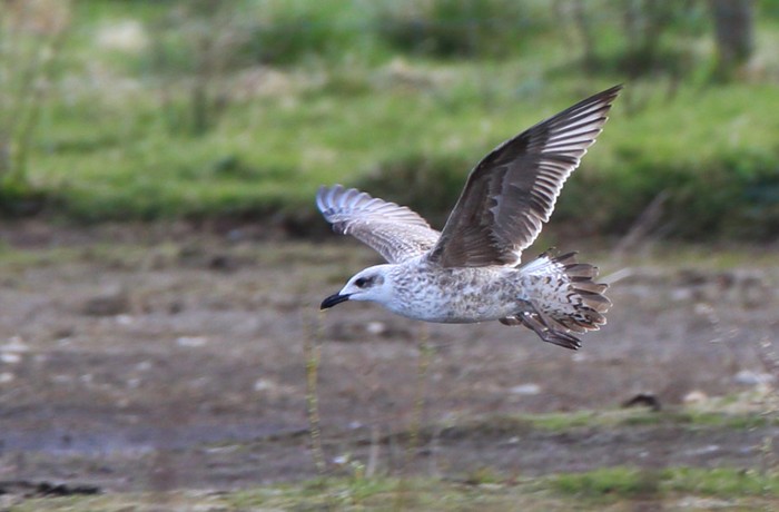Yellow-legged Gull