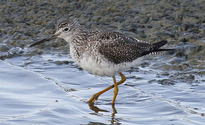 Greater Yellowlegs