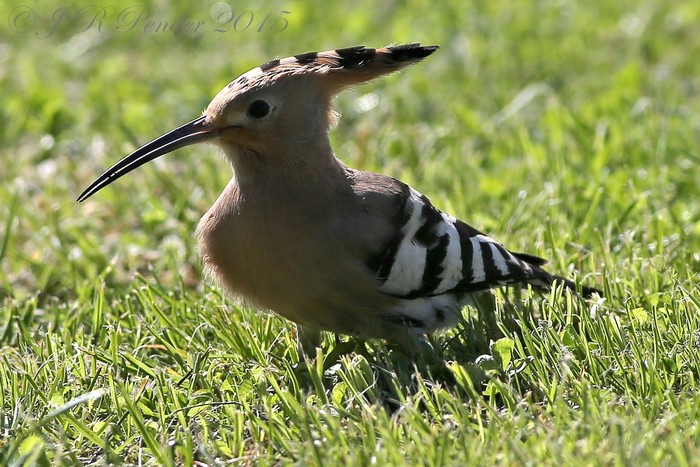 Hoopoe