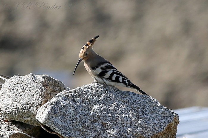 Hoopoe