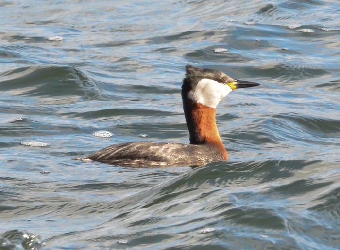 Red-necked Grebe