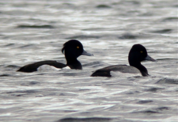 Lesser Scaup