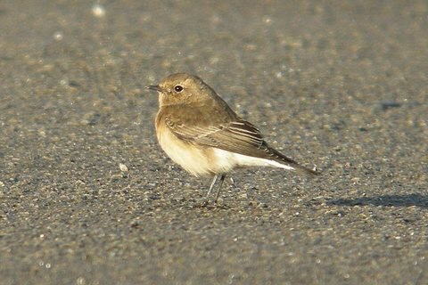 Pied Wheatear