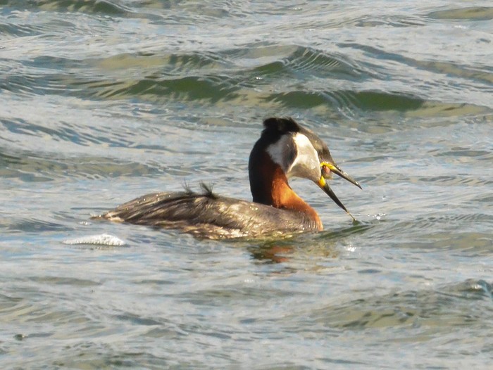 Red-necked Grebe