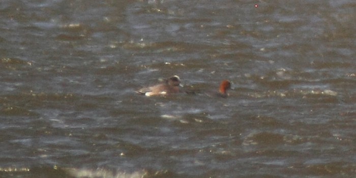 American Wigeon