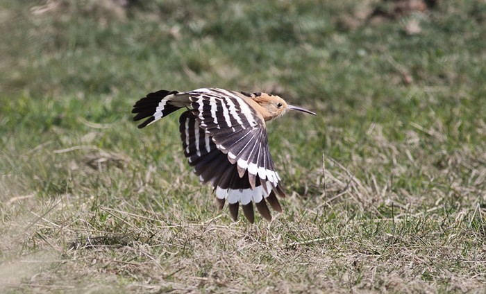 Hoopoe