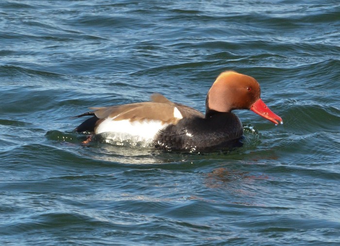 Red-crested Pochard