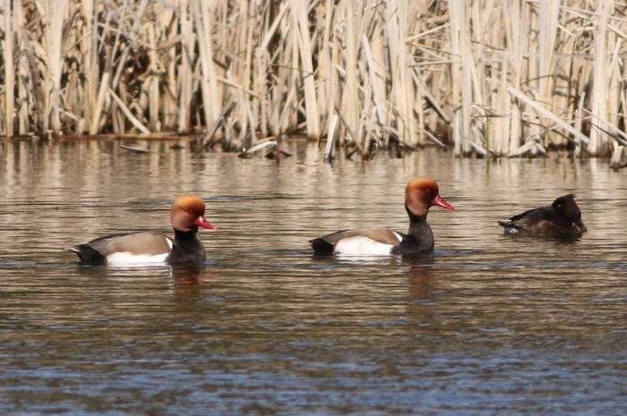 Red-crested Pochard
