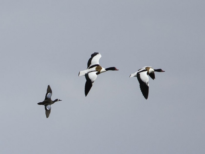 Blue-winged Teal