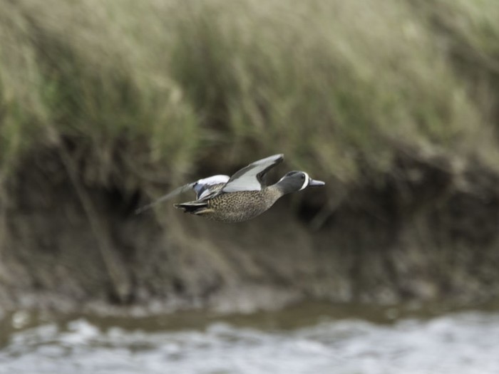 Blue-winged Teal