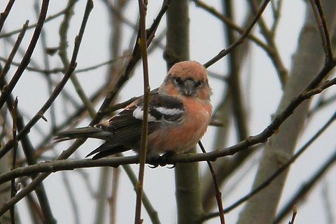 Two-barred Crossbill