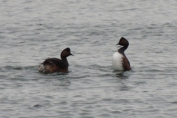 Black-necked Grebe