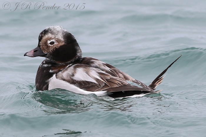 Long-tailed Duck