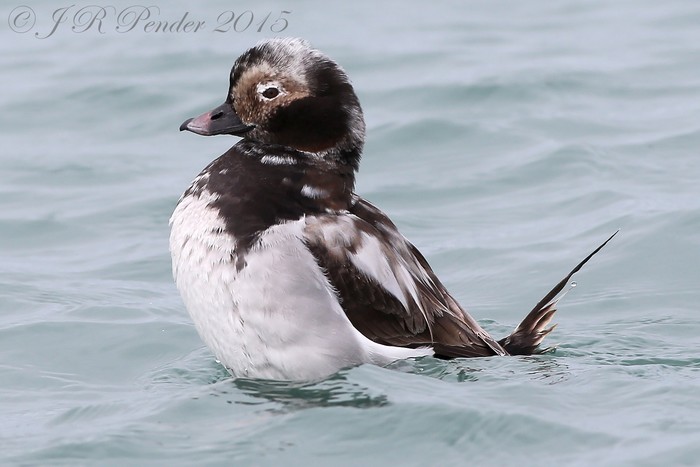 Long-tailed Duck