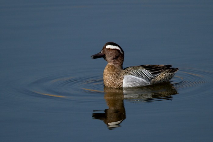 Garganey