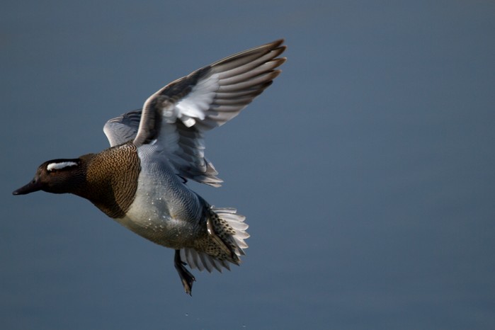 Garganey