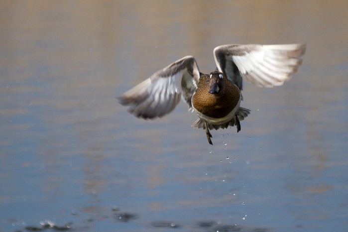 Garganey