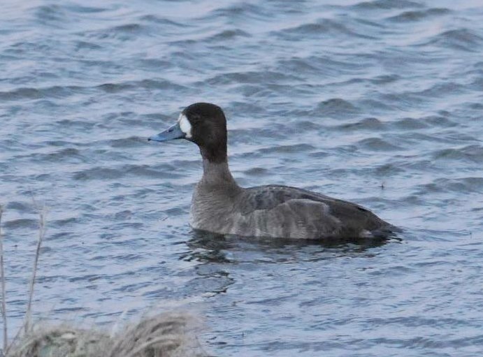Lesser Scaup