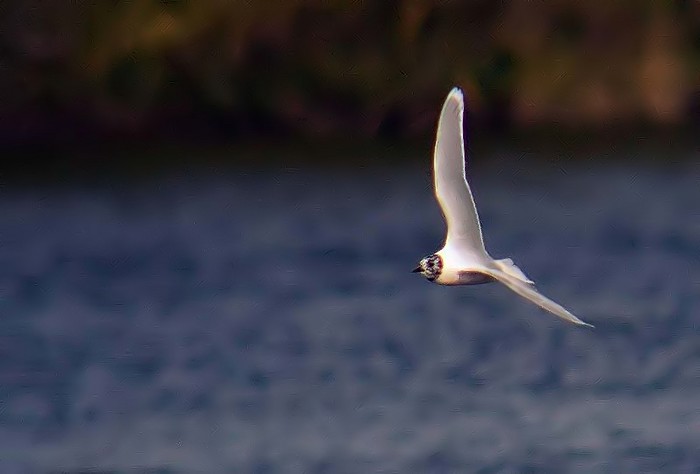 Little Gull