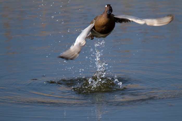 Garganey
