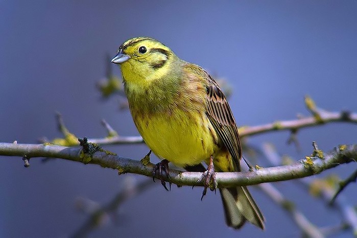Yellowhammer