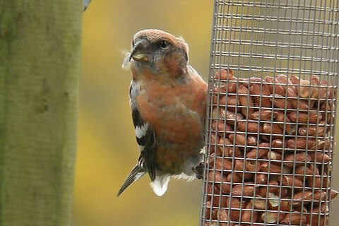 Two-barred Crossbill