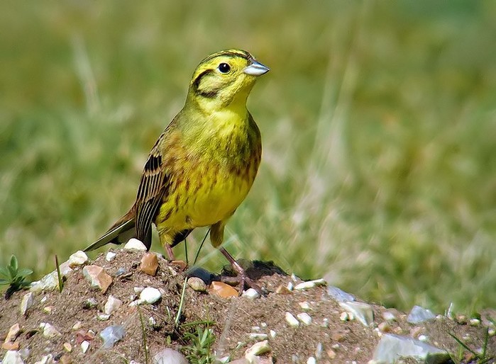 Yellowhammer