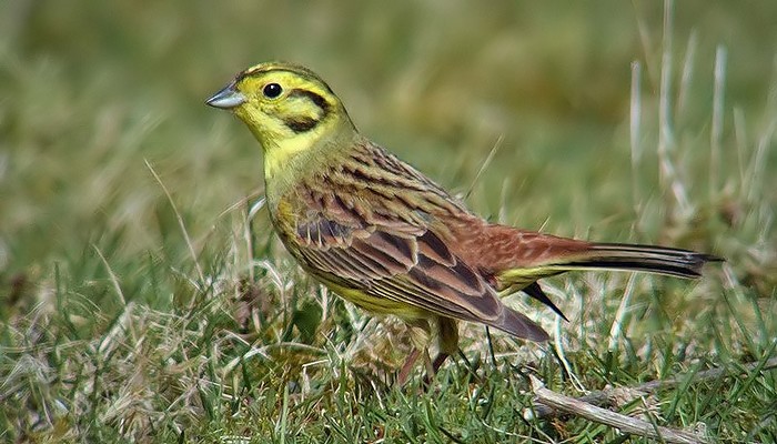 Yellowhammer