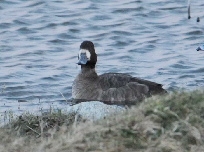 Lesser Scaup