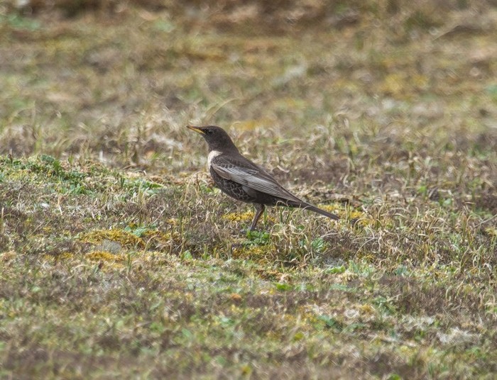 Ring Ouzel