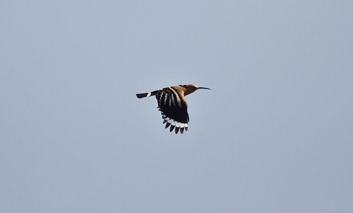 Hoopoe