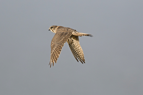 Merlin