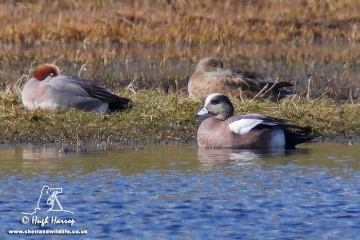 American Wigeon