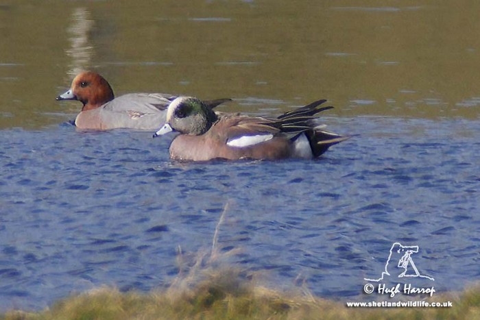 American Wigeon