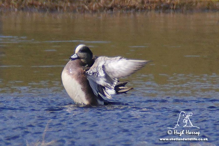 American Wigeon