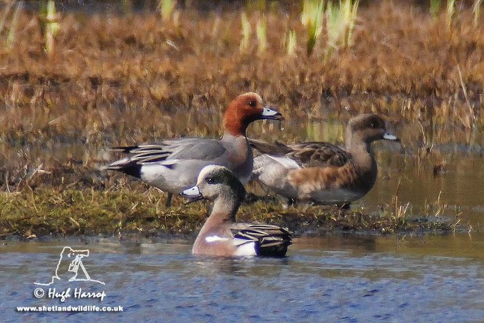 American Wigeon